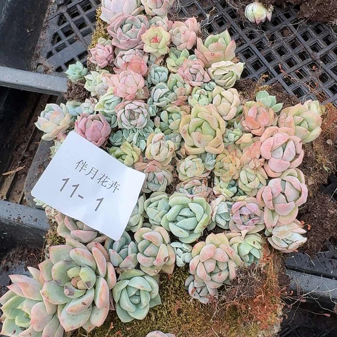 糖心切糕一份量拍11-1加生病边上珍妮脱土两颗