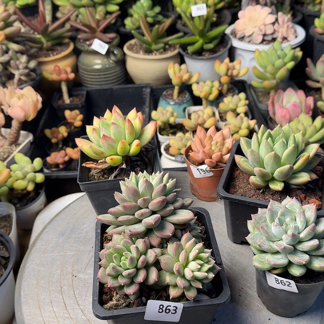 哦*呵863号 一物一拍