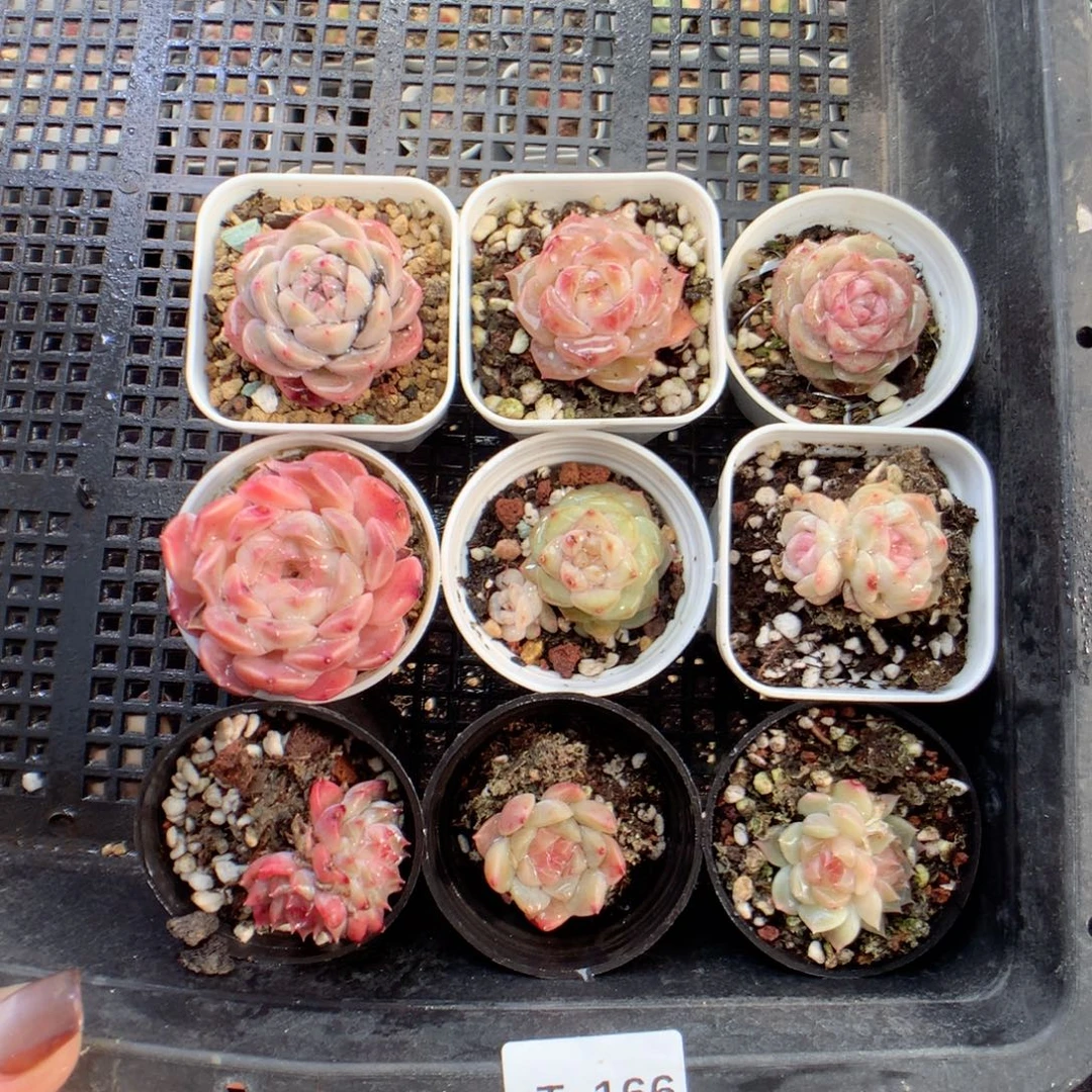 无花朵T166英语英语