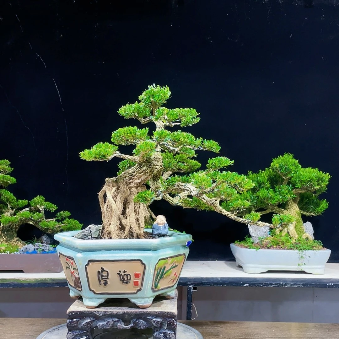 完全开放黄杨盆景四季常青