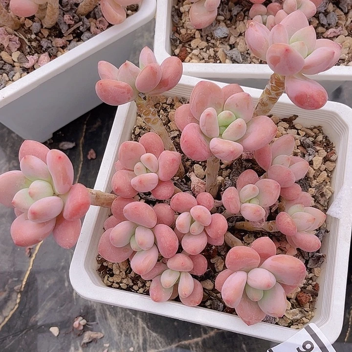 红洛神25136多肉植物