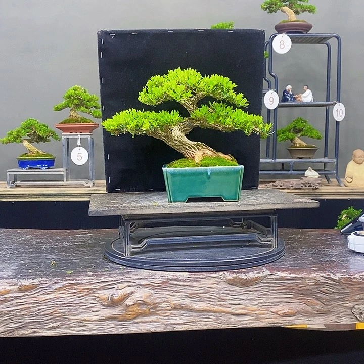 无花朵黄杨盆景四季常青