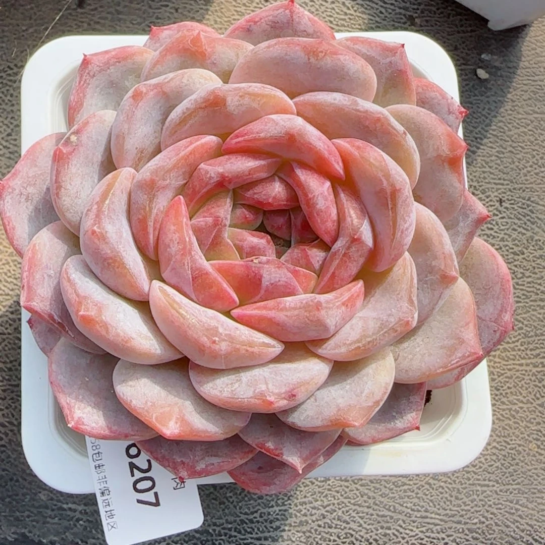 母本冰魄，6207多肉植物