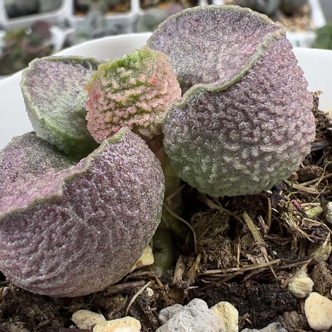 实生新品多肉植物水泡