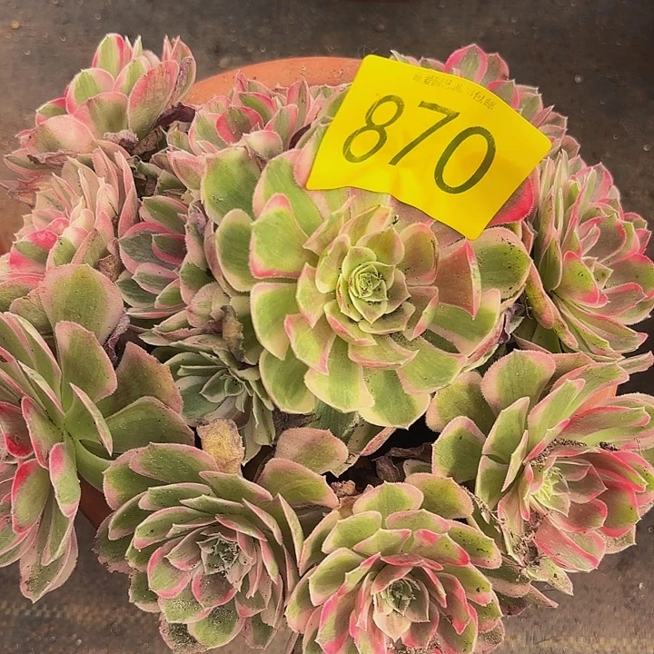 多肉植物福利870个