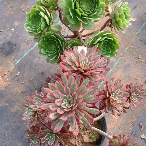 216法师2棵多肉植物