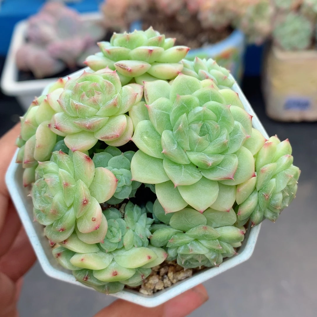 58包邮  群生不包整62