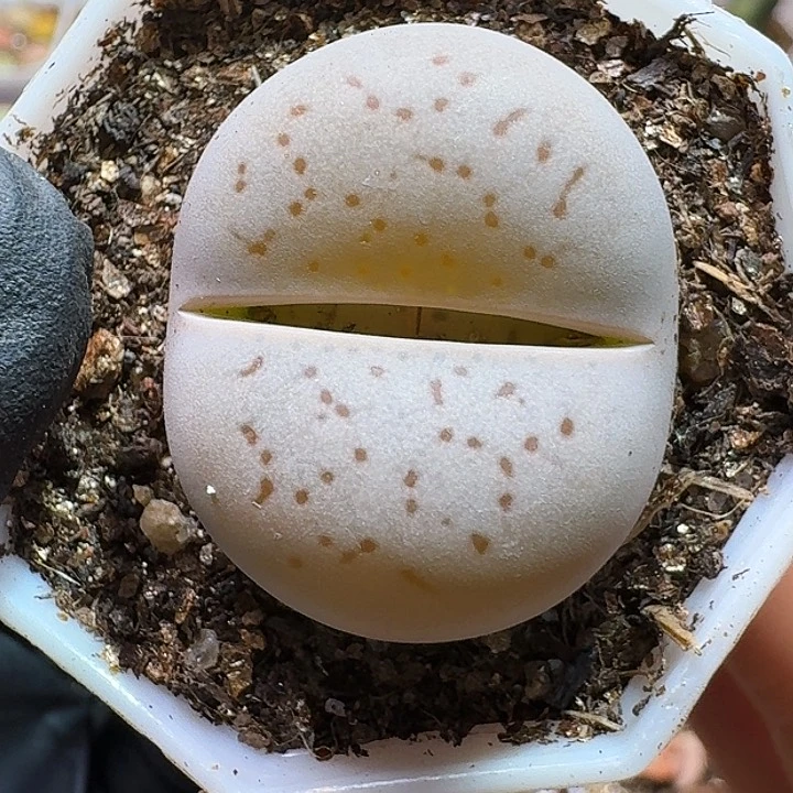 畅***c生石花11221222。    196