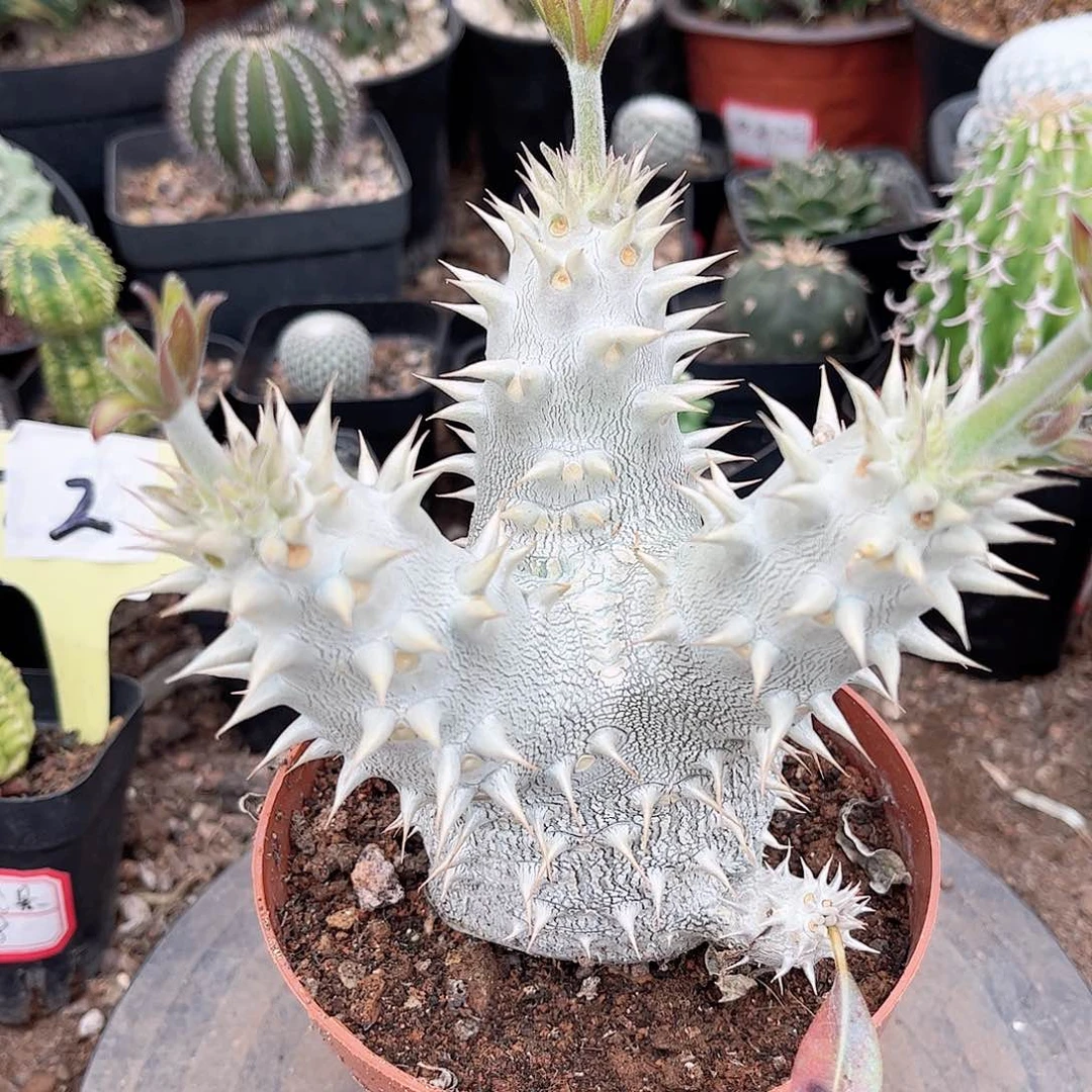 会比大黑一一一一一一一