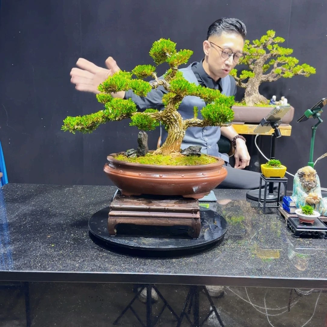 杰*黄杨室内室外盆景艺术