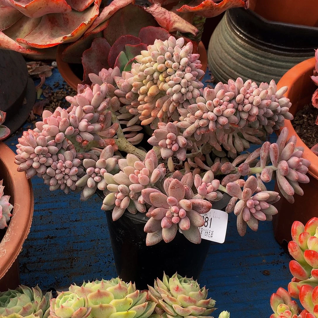 桅***语    星戴露缀化多肉21081