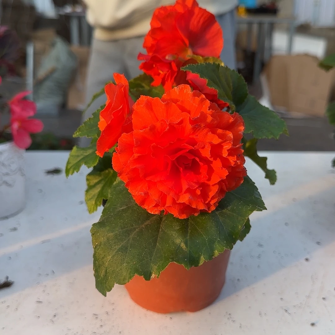 夫妻绿叶橙，掉花折叶正常介意勿拍不拍保温冻死不售后