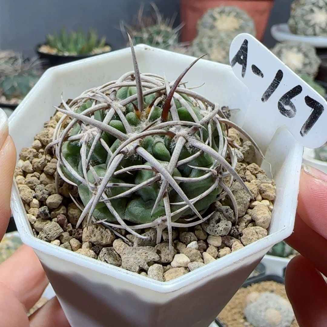 实生碧岩玉多肉4.1厘米