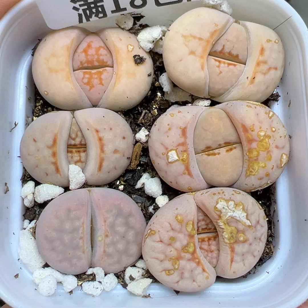 【闪购商品】988……