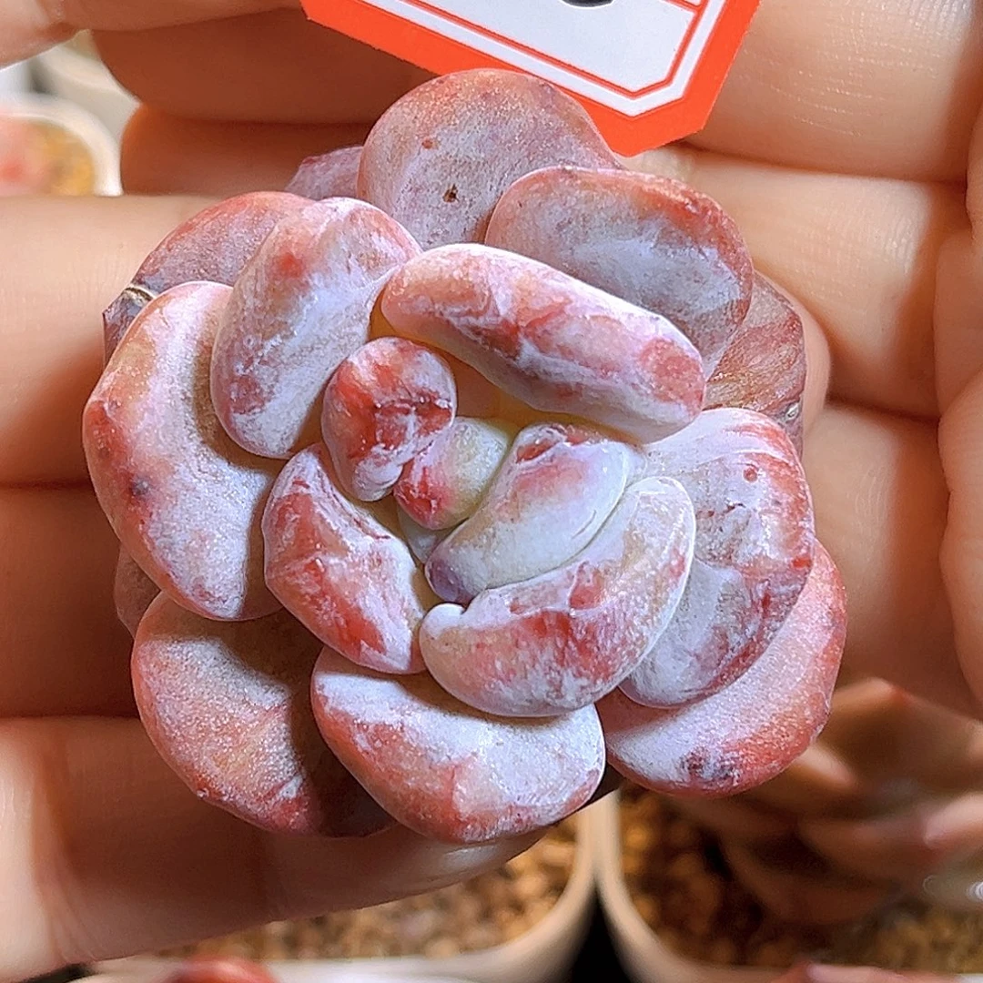 G912 石榴籽石化满18包邮