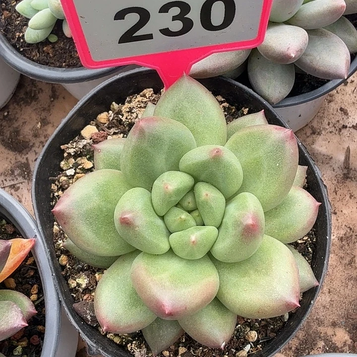 米其林一物一拍230