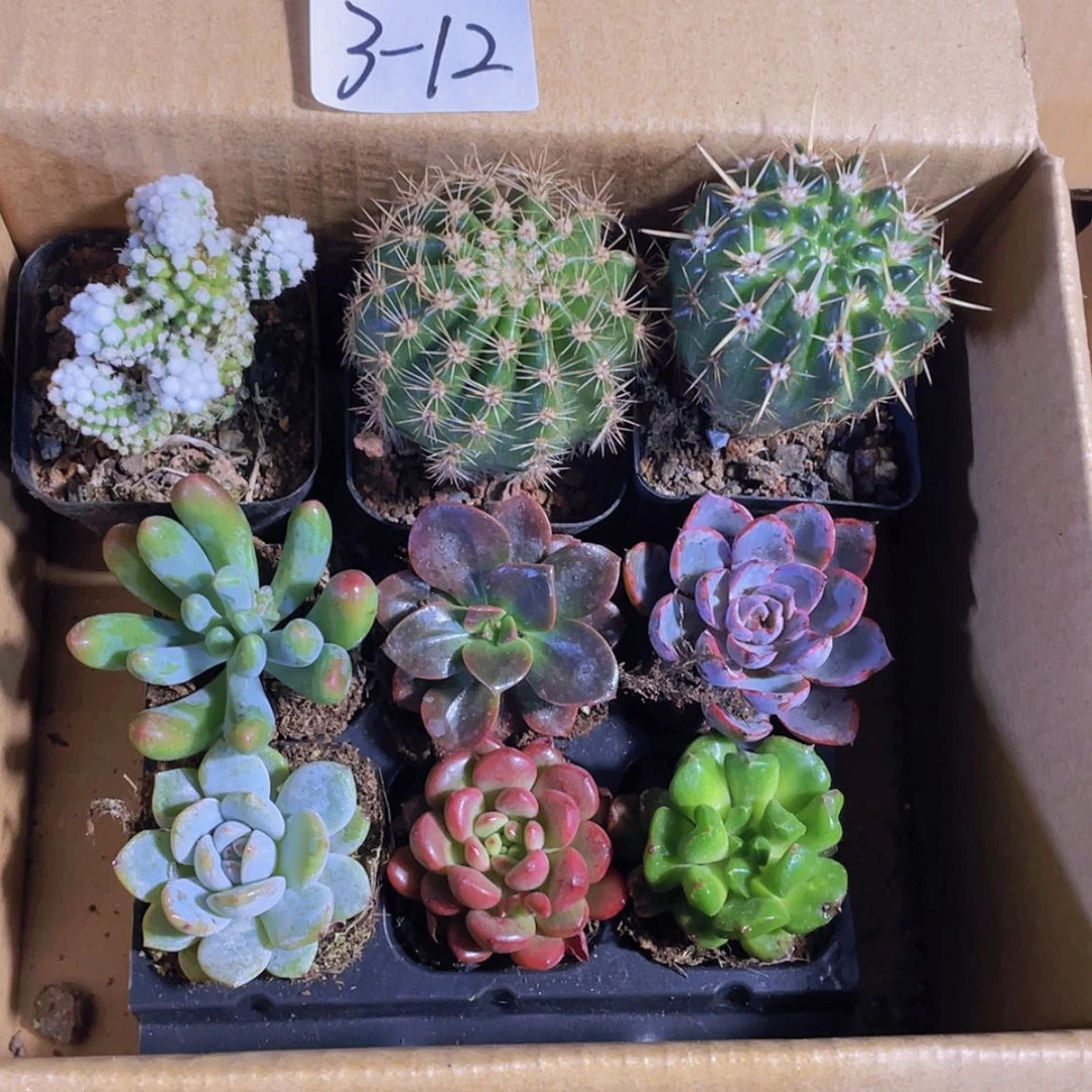 【闪购商品】3颗-12号约3-5厘米