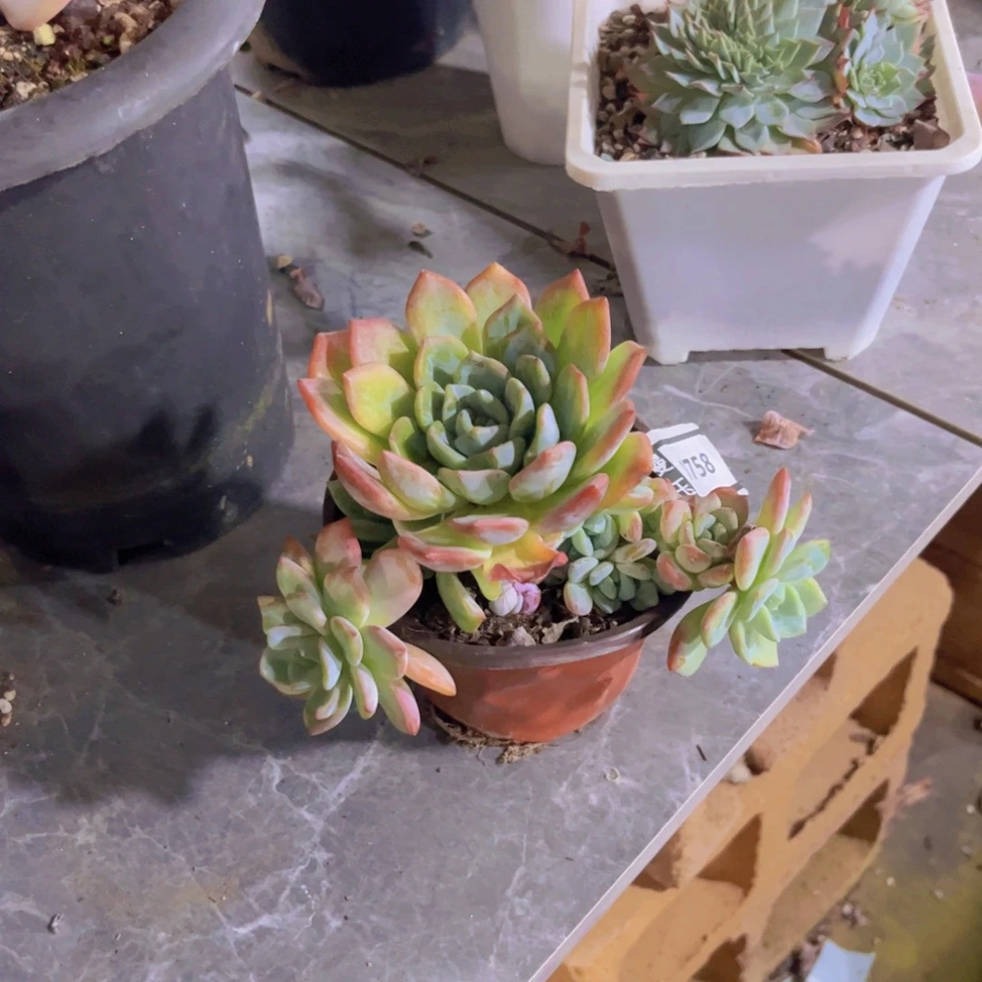 冷橙多肉植物0758