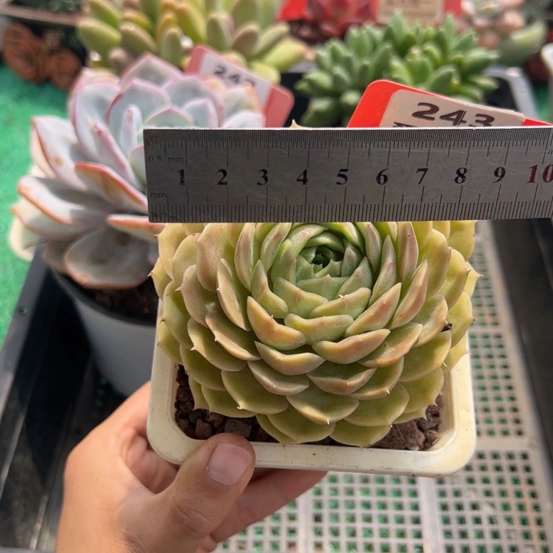 表妹精品多肉植物243.