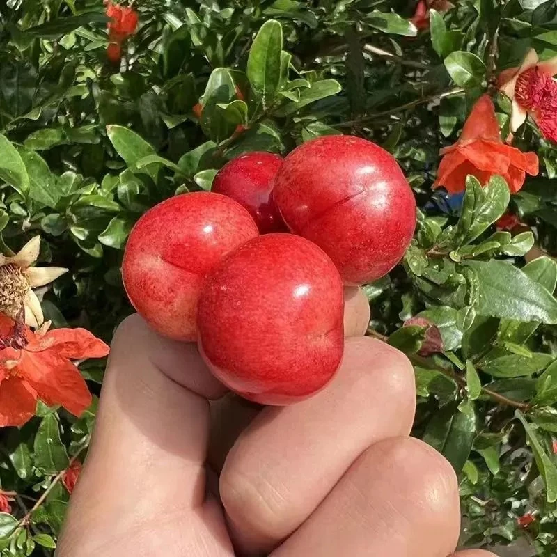 【陕西次日达】布鲁克斯大樱桃现采现发 直径 20-26mm左右  脆甜现摘现发 孕妇当季J布鲁克斯樱桃布鲁克斯樱桃