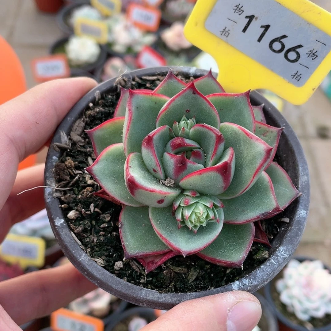 【闪购商品】1166号