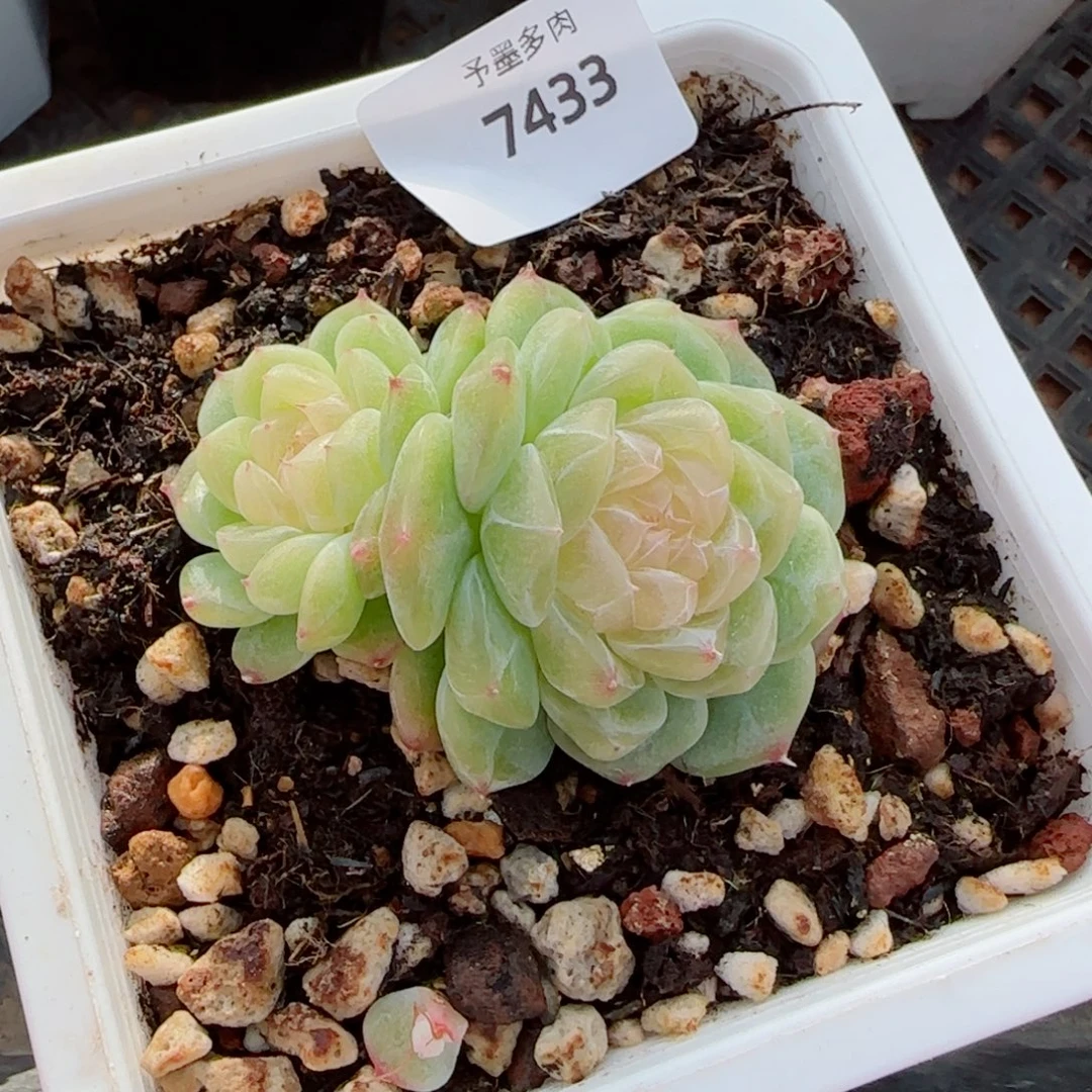 泼天富贵，7433多肉植物