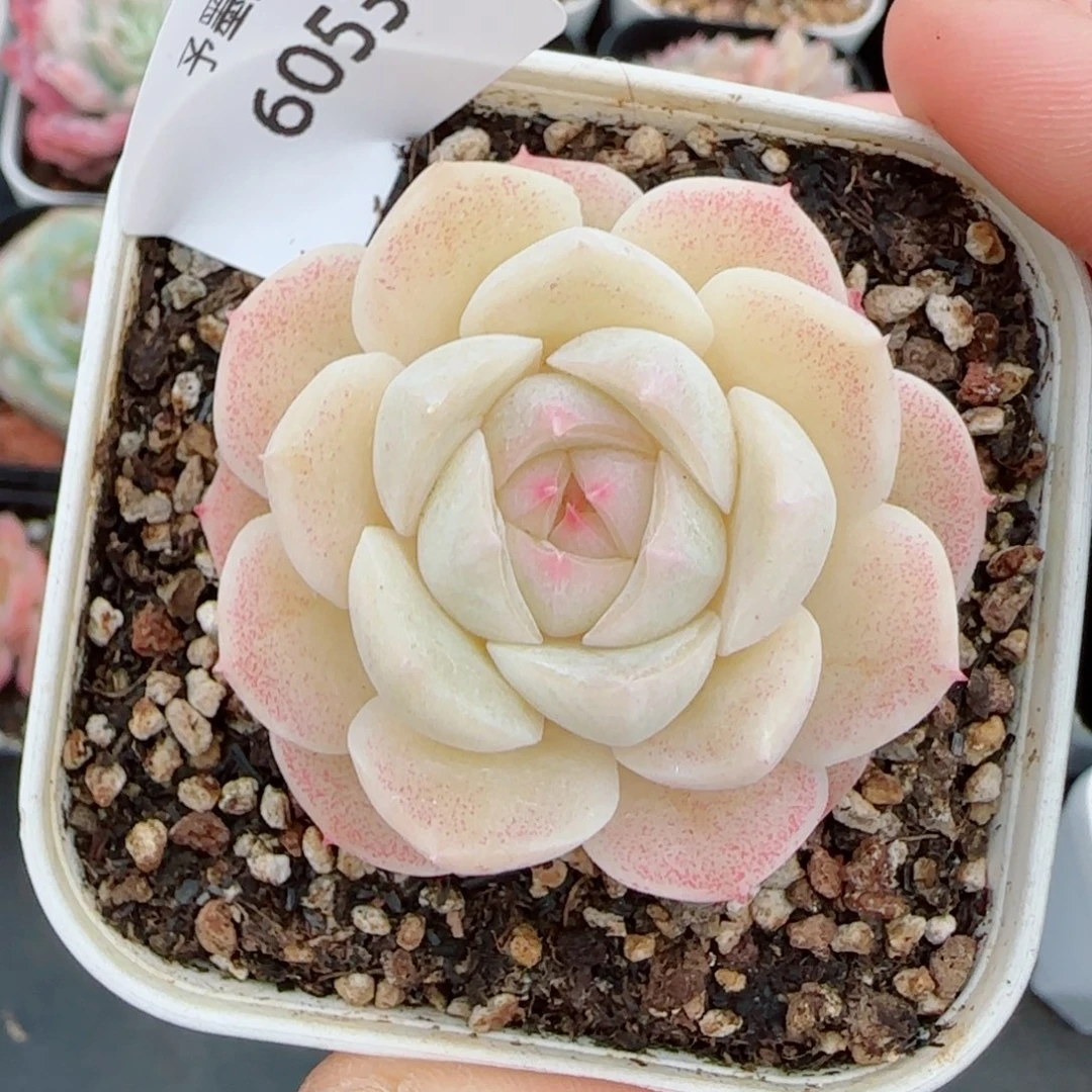 孤月珍妮，6053多肉植物