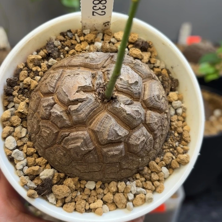 832龟甲龙不退不换