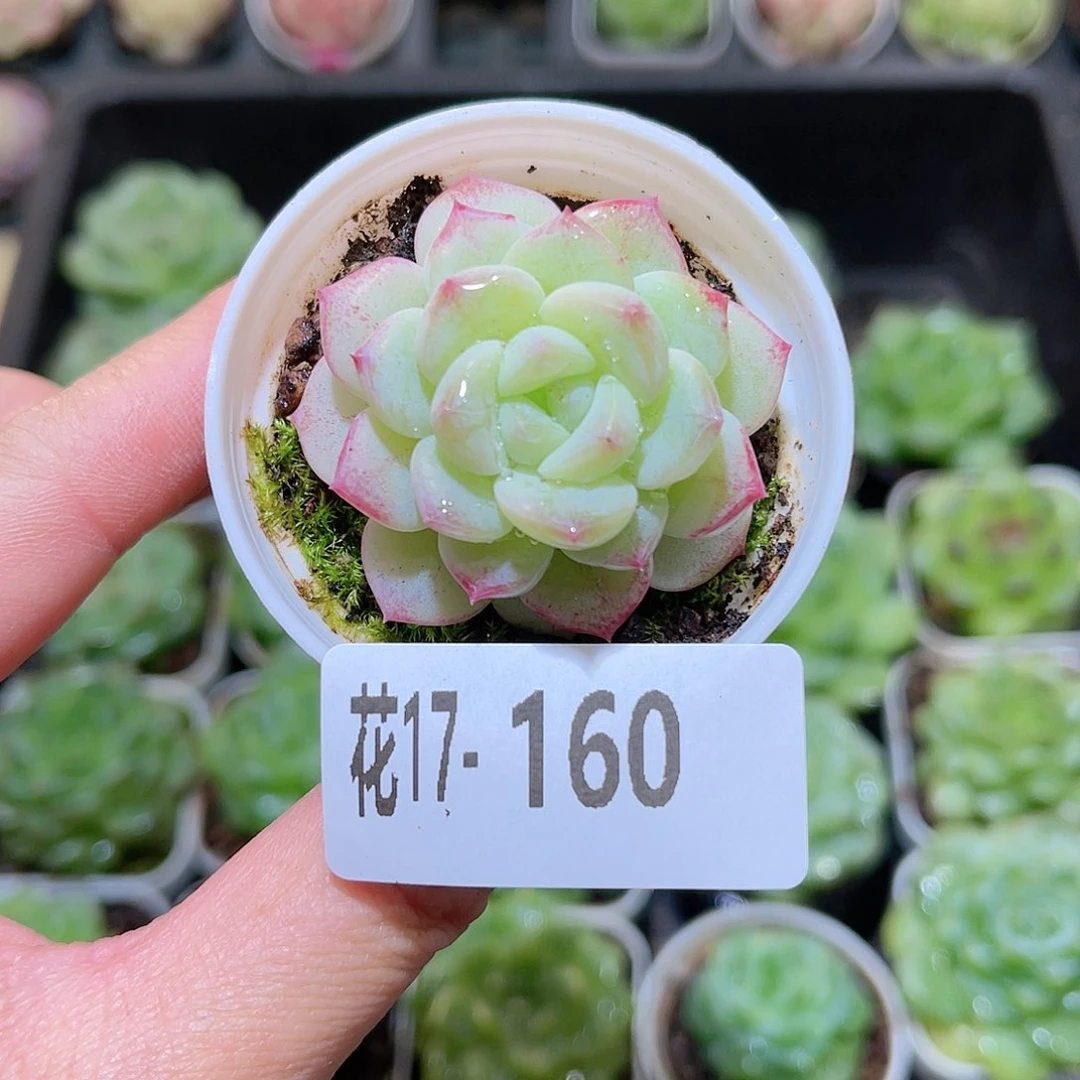 花利美17-160新品