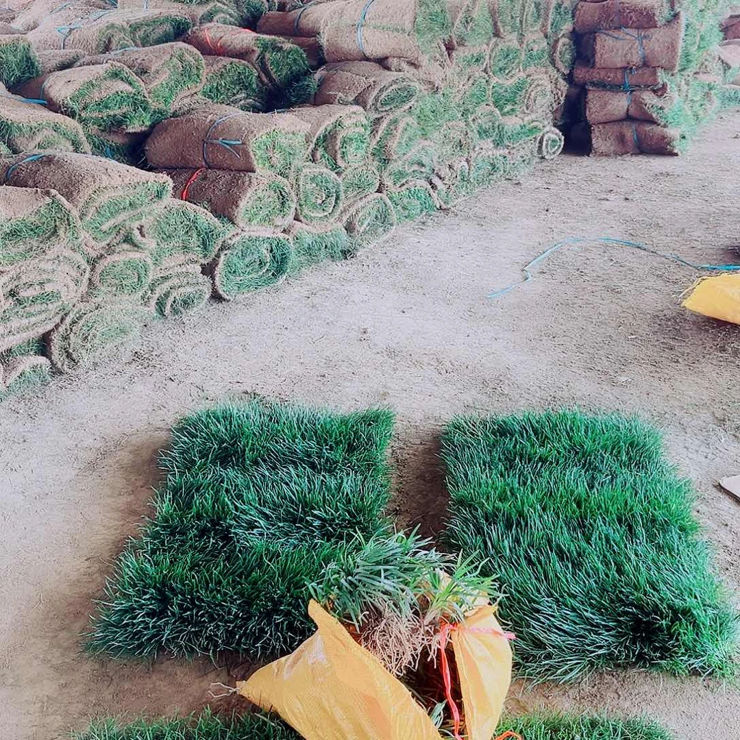 风***殇无花朵四季青带泥土