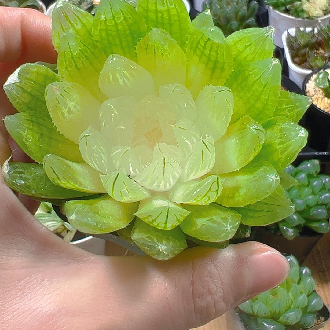 白娘子玉露多肉植物一颗