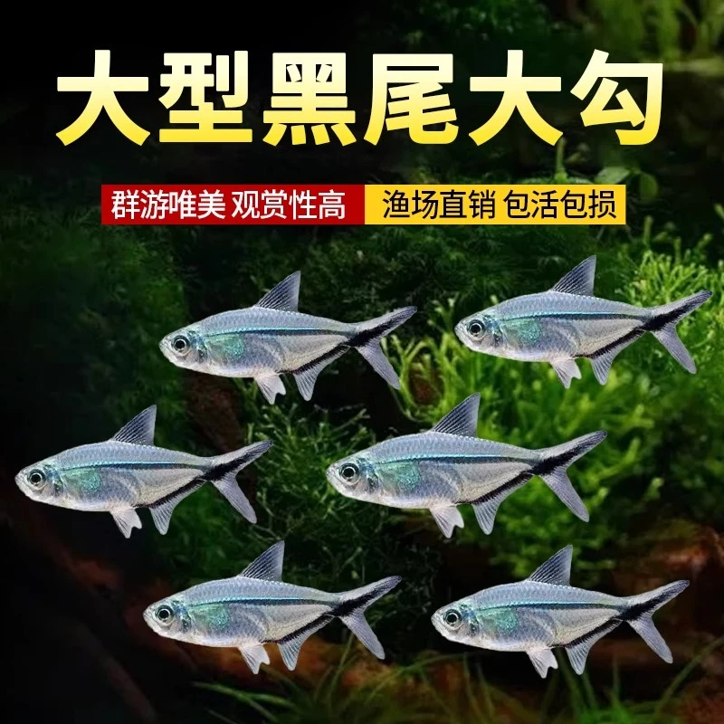 【渔场直销专属】黑尾大勾鱼观赏鱼好养热带鱼小型群游草缸淡水鱼