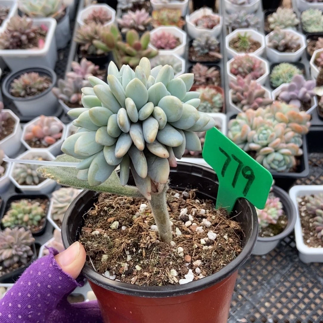 779粉兔缀多肉植物