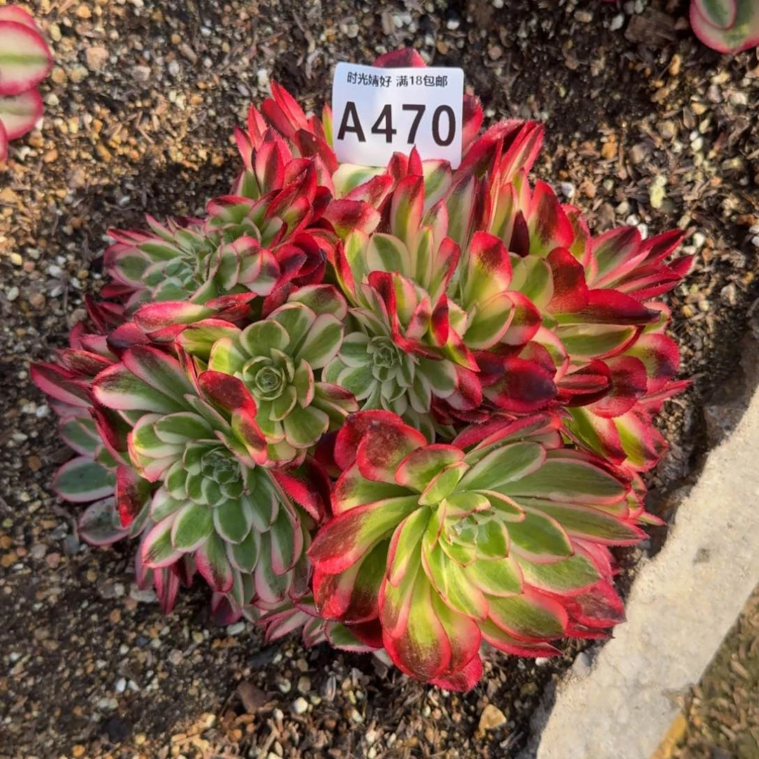 470红荔枝缀多肉植物