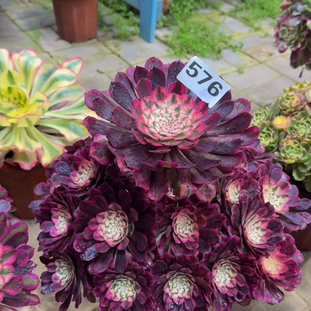 金***丽多肉植物576红桐柏