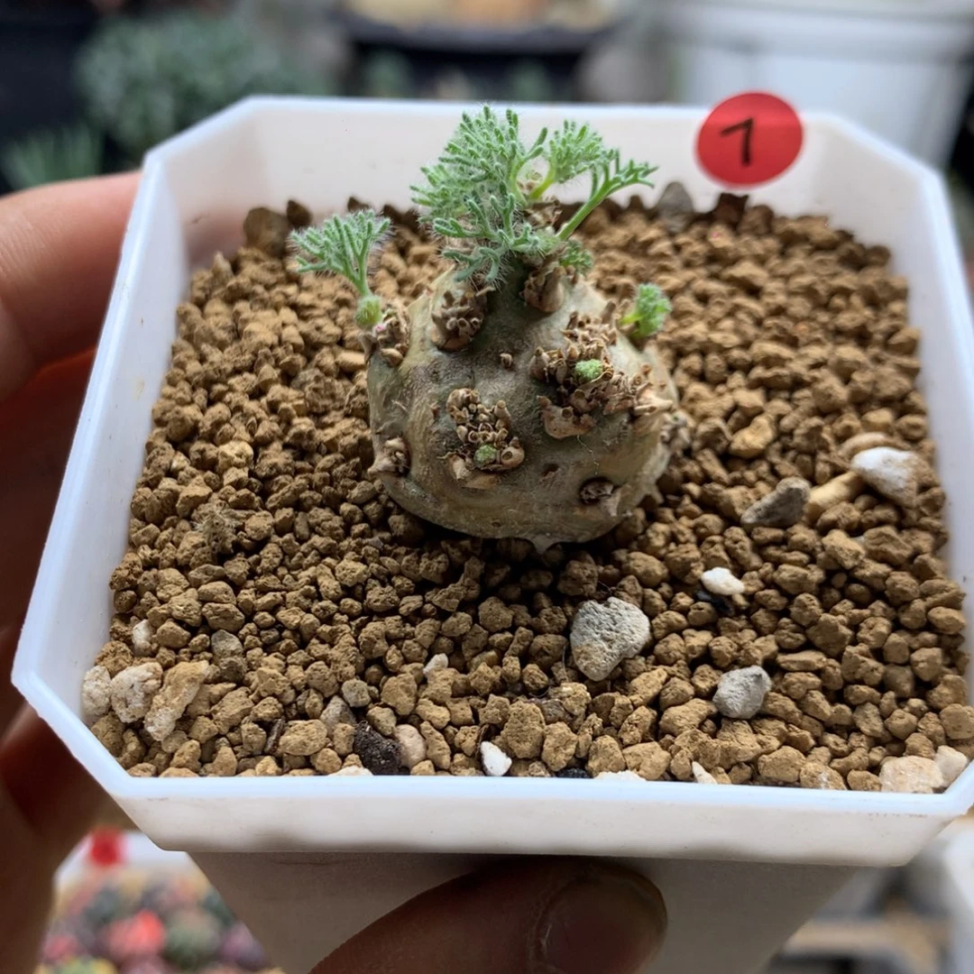 三***冬白皮月界带盆7号多肉