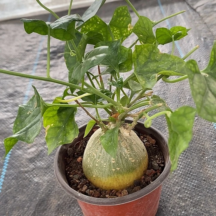 睡布袋，一物一拍，带土球