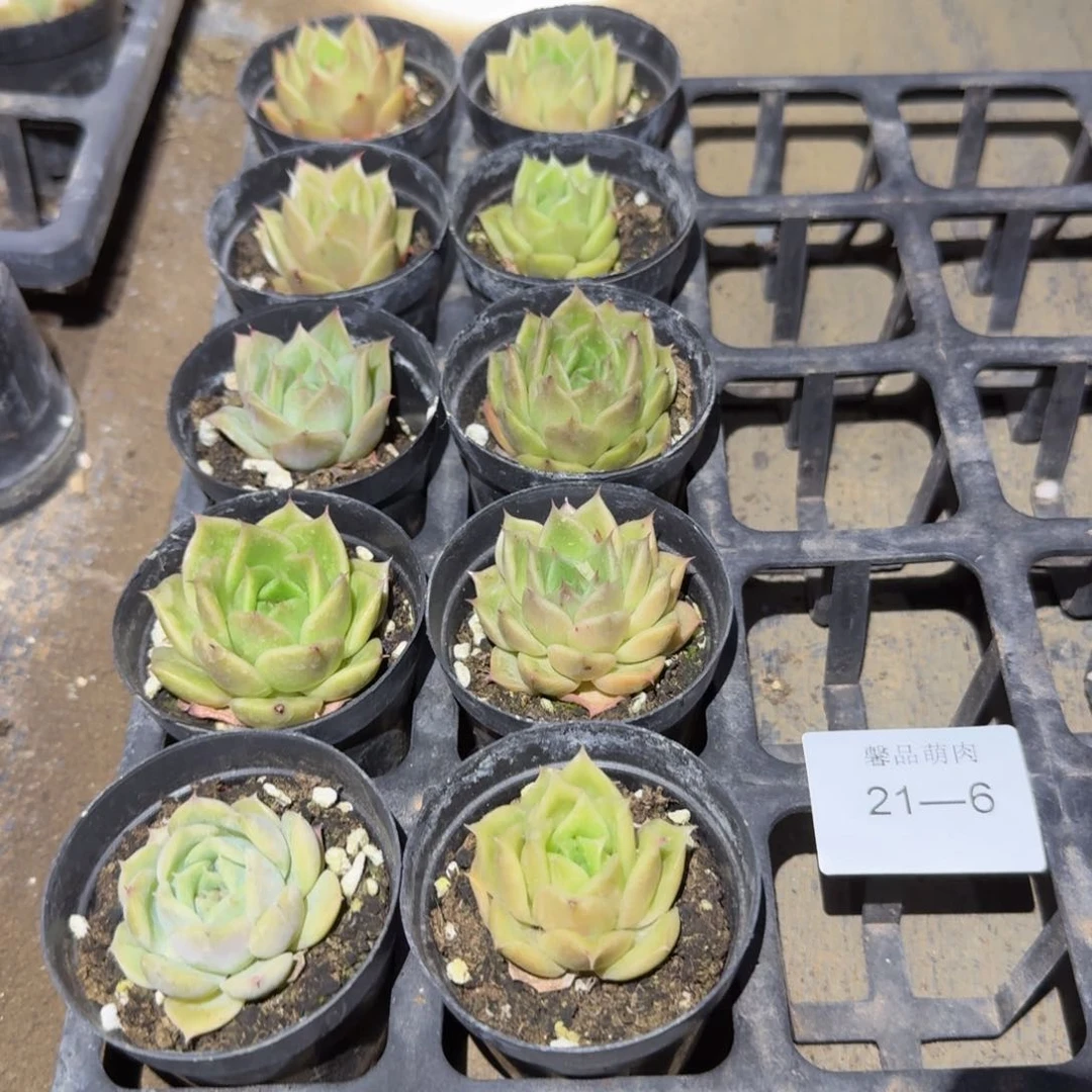 蔷薇杂交十棵量拍21-6