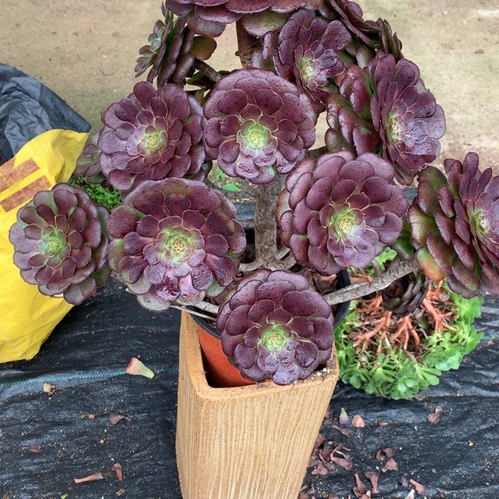 半***过617黑萝莉多肉植物特价