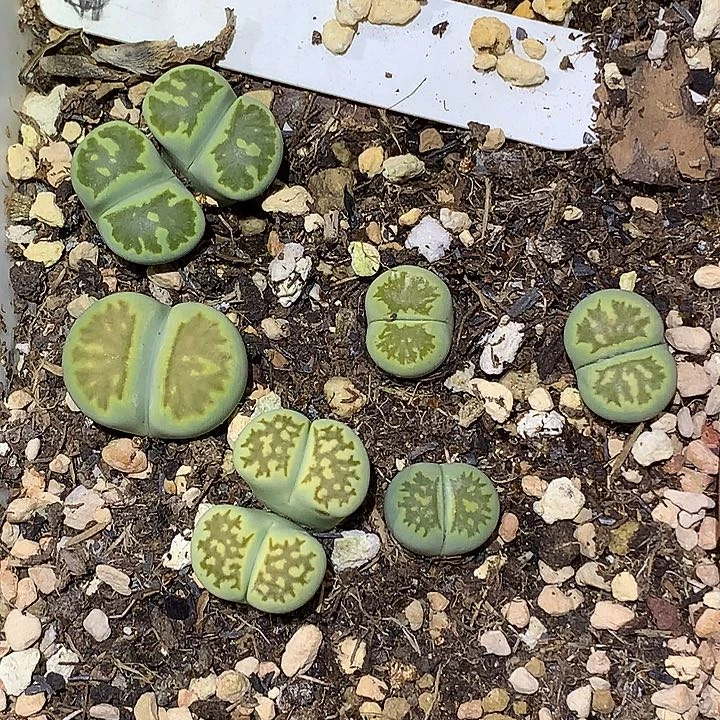 精品多肉植物精品绿菊