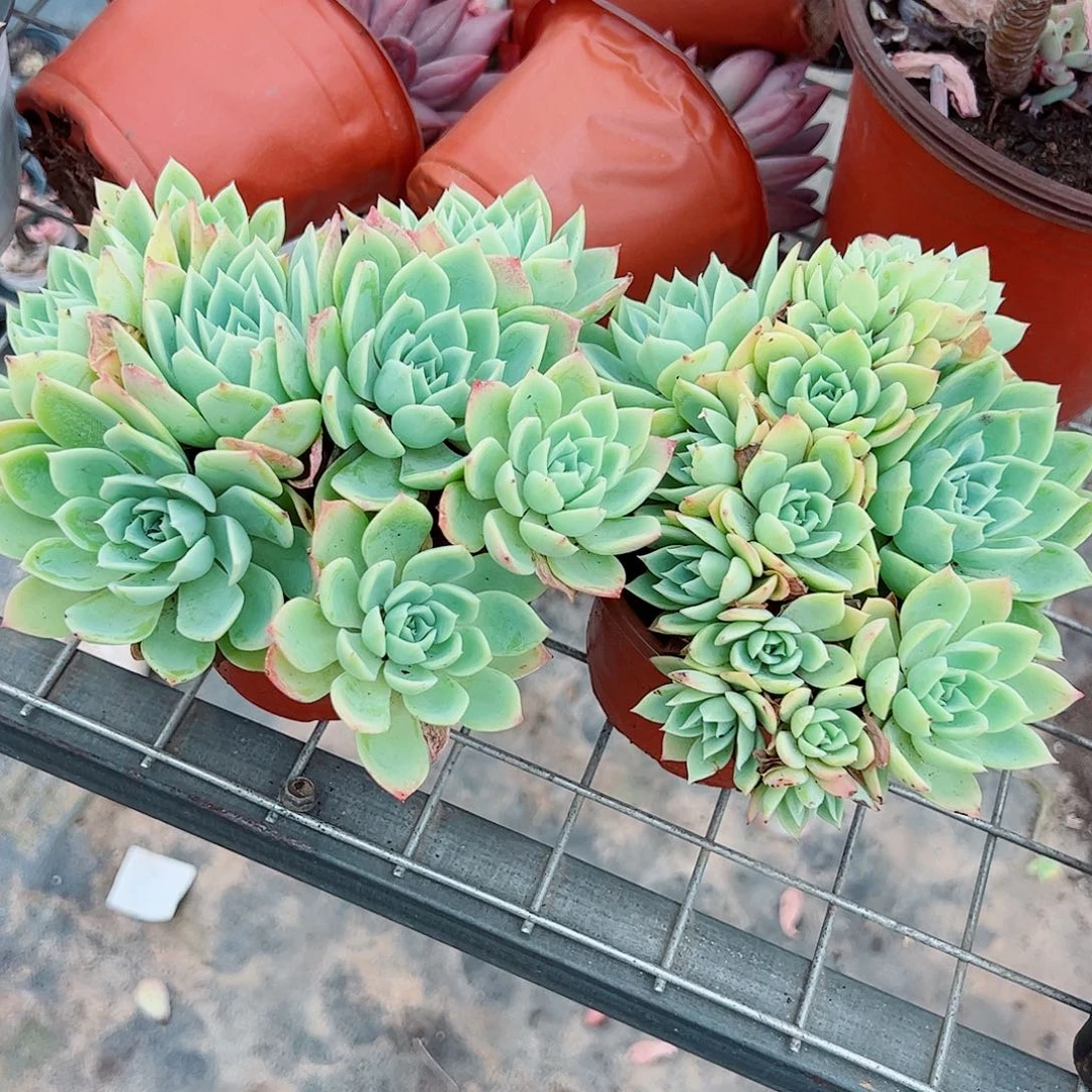 三色堇多头造型二盆特价