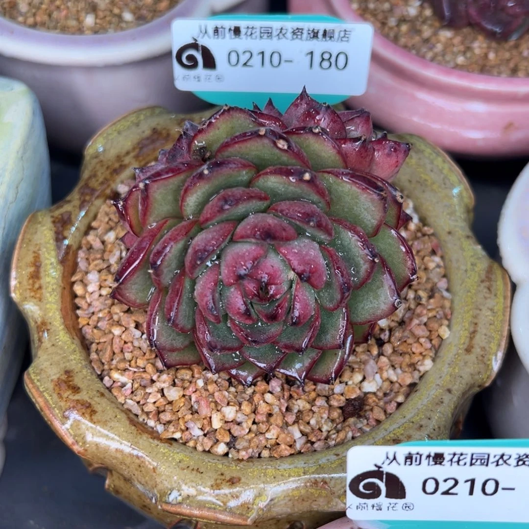 从前慢多肉精选编号0210.180