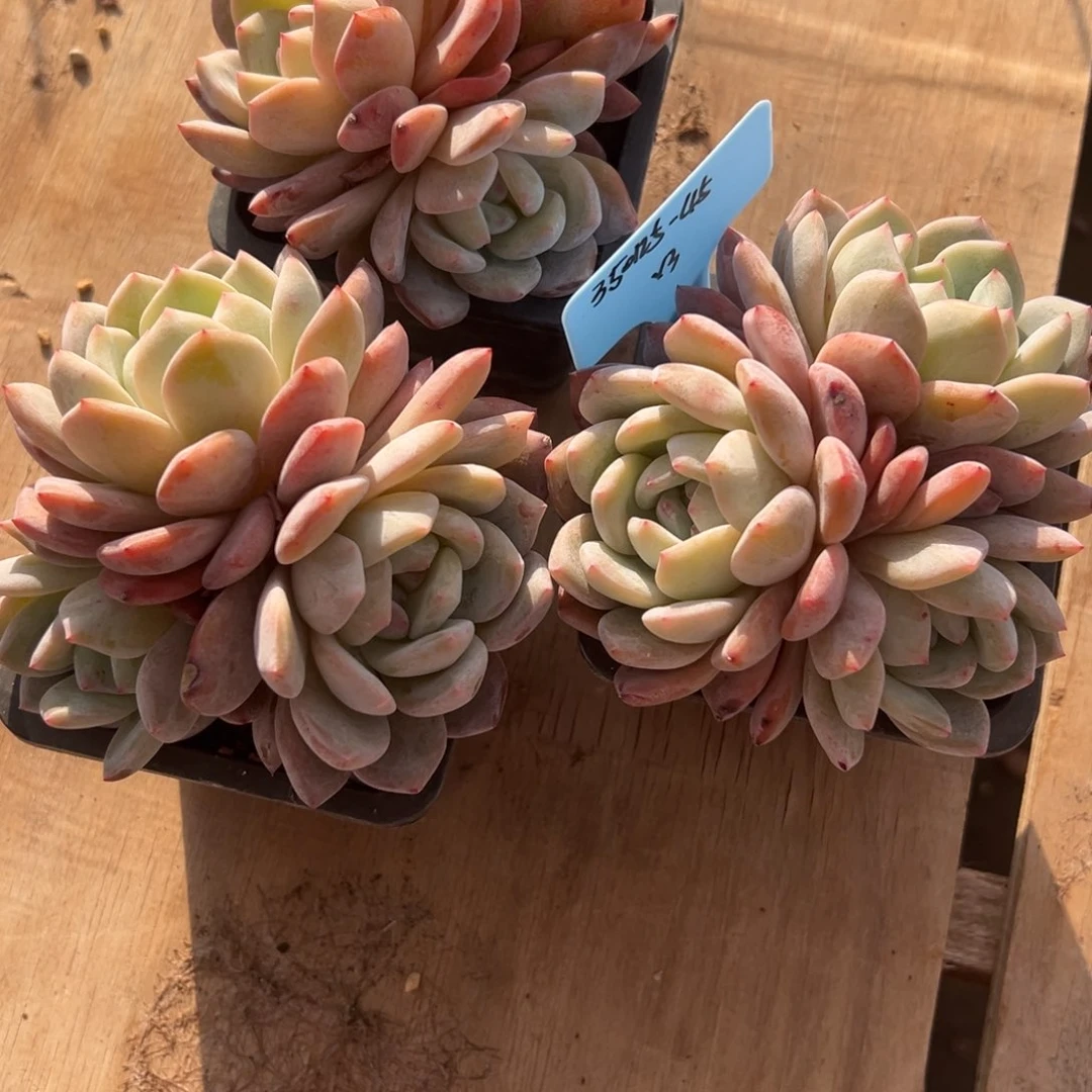 C***Q350125-45橙子3