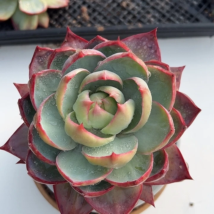 惊鸿惊鸿惊鸿。量 叶展16默认裸根发货