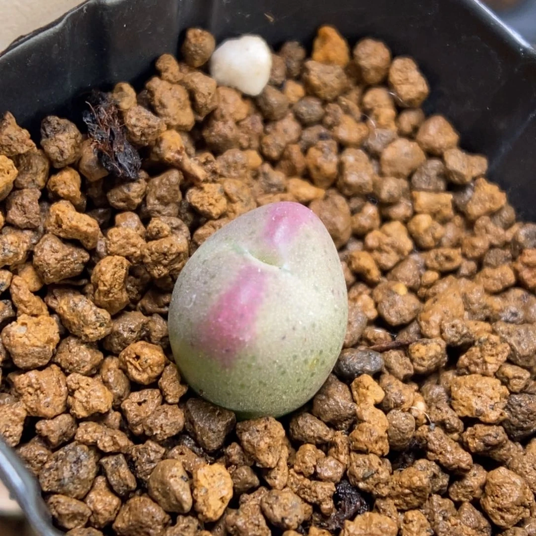 多肉植物肉锥杂交K-795