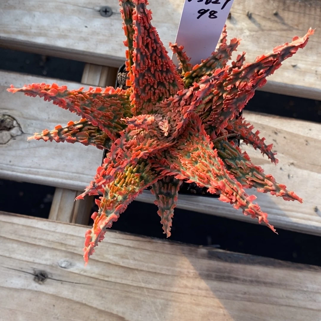 锦**铭y3627保温园艺芦荟园艺芦荟