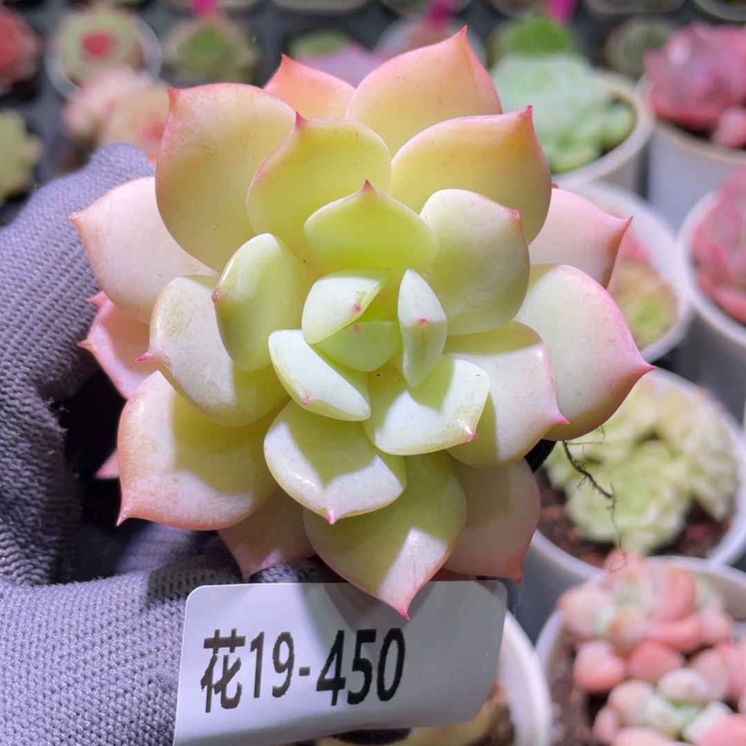 花利美19-450恋曲