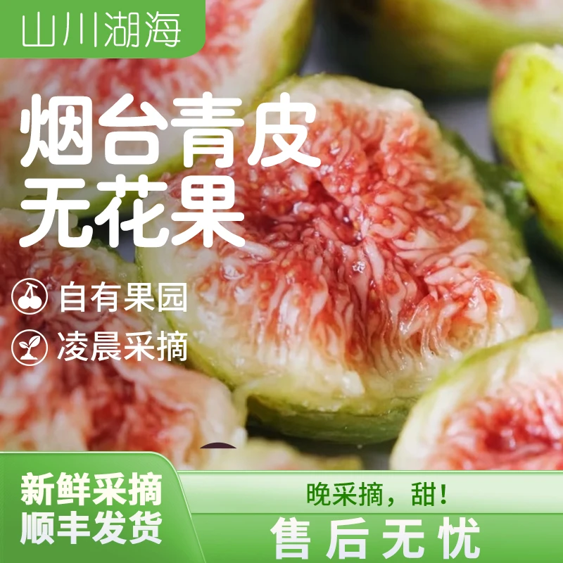 【头茬】山东烟台青皮无花果新鲜应季软糯香甜现摘现发顺丰京东