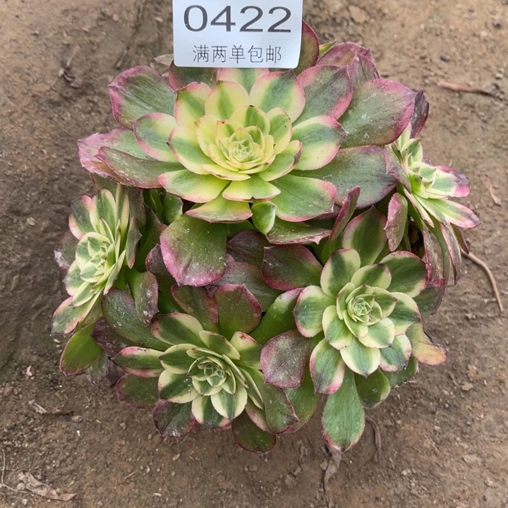 0422粉海王的人多大的