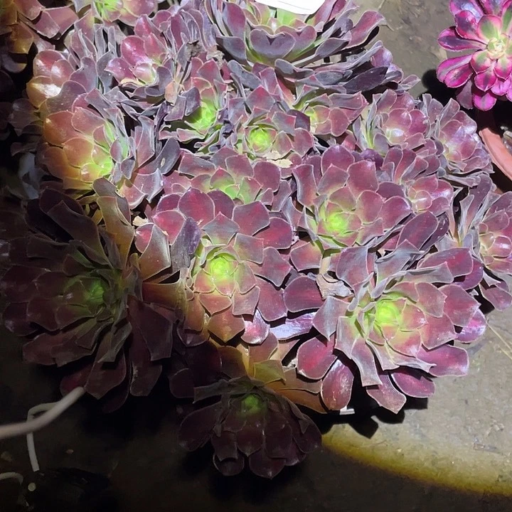 多肉植物法师522花呐